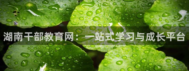 新宝5 代理