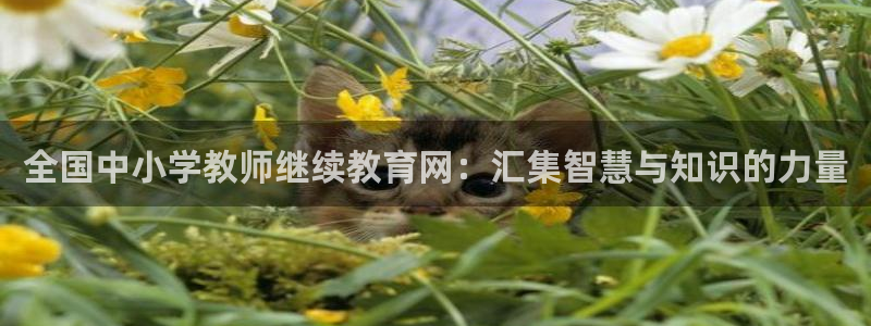 新宝5苹果手机下载